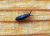 Tomocerus minor
